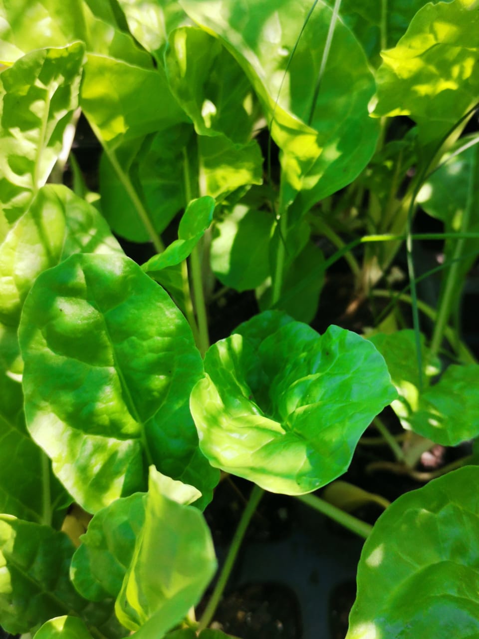 Vegetable Seedlings